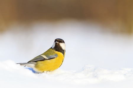 yellow bird on white snow, wildlife, winter animalsの写真素材