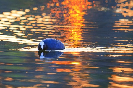 spring bird on the evening lake, wildlife, springの写真素材