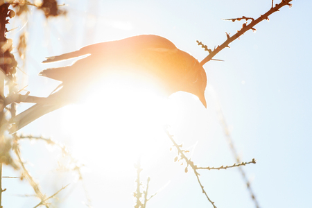 silhouette of a bird on a winter sunny day , changing the season, wild birds survive in the coldの写真素材