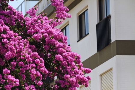 purple flowers bloomed near the houseの写真素材