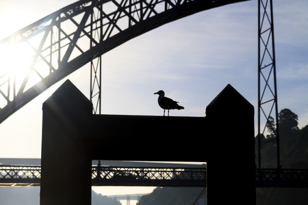 minimalism and in the city a gull and silhouette of the bridge
