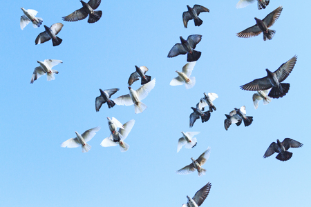 flock of pigeons opened wings in blue sky, birds and symbolsの写真素材