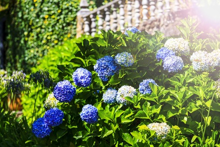 hydrangea bushes in the summer garden with sunny hotspot , flowers and textures