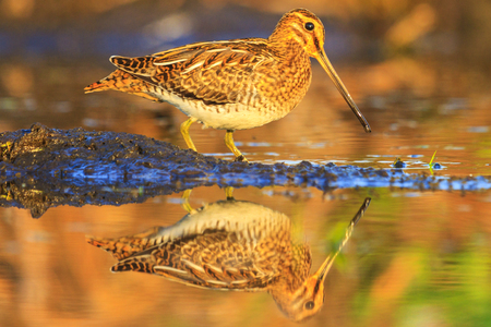 bird with beautiful feathers for camouflage , birds, wildlife and season changeの写真素材