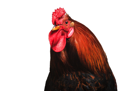 Cock with beautiful feathers on a white background, animals on the farmの写真素材