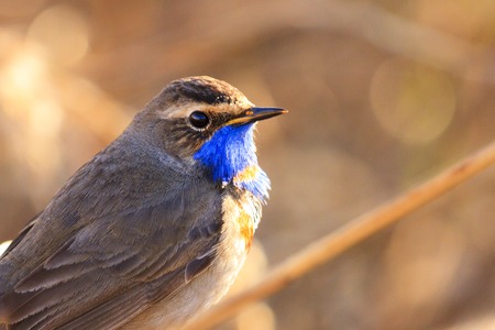 wonderful spring bird , spring 2018, singing bird, wildlife