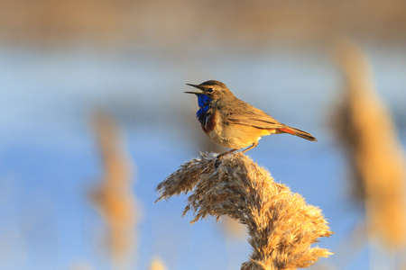 Bluethroat sings sitting on reed, animals and birdsの写真素材