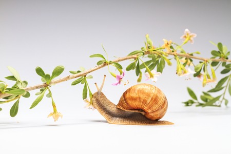 Grape Snail and colorful flowers on a white backgroundの写真素材