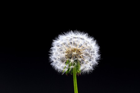 Dandelion on a black background , plants, spring period
