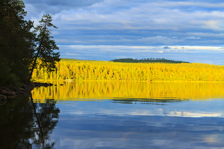 Wild forest in the sunset on the shore of the lakeの写真素材