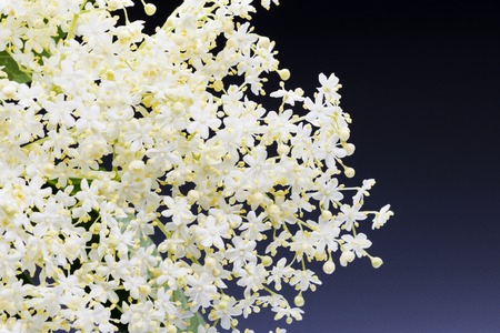 white lace of small flowers with a blue background