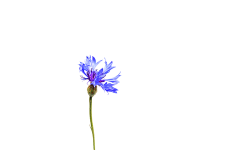 Field flower with blue petals isolated on white, wildlife and changing seasonsの写真素材