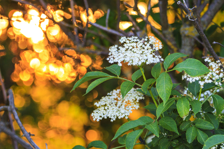 green bush with white flowers at sunset, wildlife and changing seasonsの写真素材