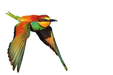 exotic bird in flight is isolated on a white background, natural beauty, design