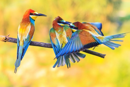 three exotic colored birds biting on the branch, wildlife, a unique momentの写真素材