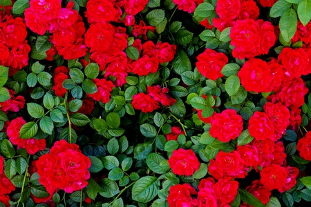 red rose and green leaves, wallpaper on the desktop, textures of flowers