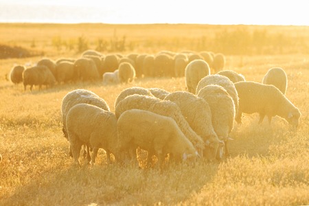 sheep are grazed at sunset, cute animals, petsの写真素材