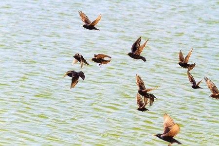 Starlings fly over the sea, wildlife, and unique birds