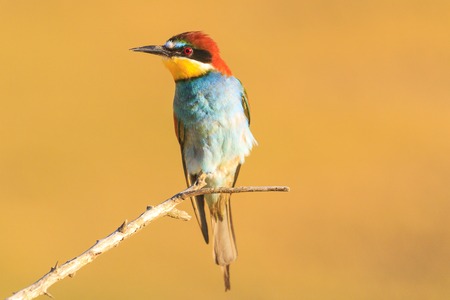 Colored bird that comes filled sonhtsem, wildlife, and unique birds