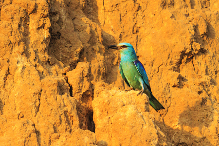 European Roller sitting on a sandy career, wildlife, and unique birdsの写真素材