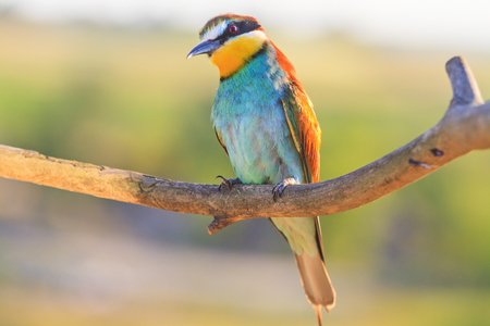 color bird watching with interest , wildlife, unique framesの写真素材