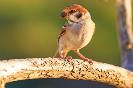 wild bird sitting on a run with a branch , wildlife, unique framesの写真素材