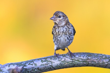 goldfinch sits on a beautiful dry branch,wildlife and animalsの写真素材