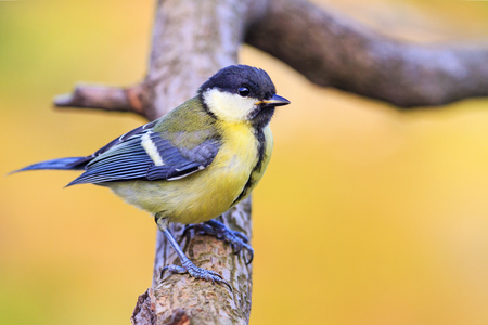 young bird sitting on a branch in summer morning , wildlife, animals, great titsの写真素材