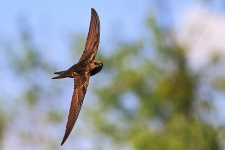 apus is the fastest bird on the planet,wild natureの写真素材