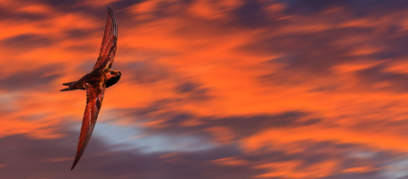 high-speed bird flying against a beautiful sky, symbol of speedの写真素材