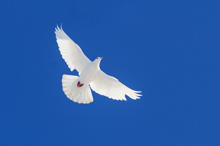 white dove flying through the blue sky , wildlife and animalsの写真素材