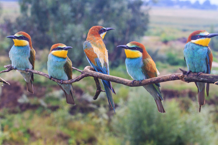 family of exotic birds european bee-eater, merops apiaster , wildlife and beautiful colorsの写真素材
