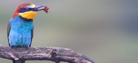 Wild colored bird with an insect in a beak panorama , wildlife and beautiful colors