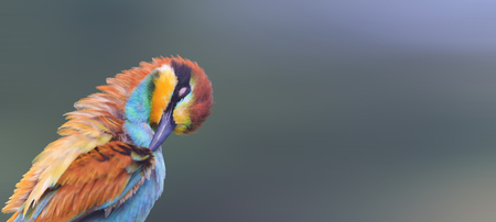 wild colored bird panorama of nature , wildlife and beautiful colors