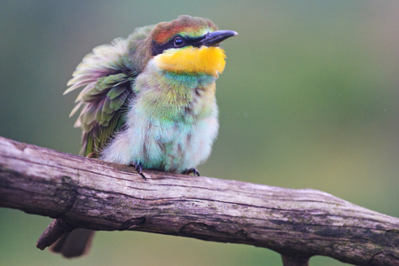 Cute fluffy colored bird sitting on a branch , wildlife, birds