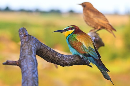 color and red bird sitting on a branch with patterns, wildlife, animals