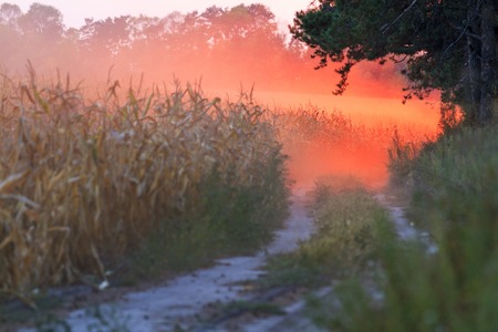 Sunset and red dust on the edge of a corn fieldの写真素材
