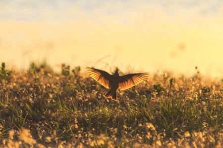 bird with open wings illuminated by the evening sunの写真素材
