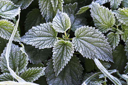 prickly leaves of the nettle are covered with frost