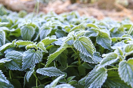 morning frost on green plantsの写真素材