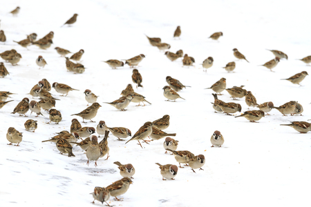 flock of birds in the snow is looking for foodの写真素材