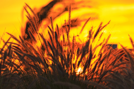 sunrise that is visible through the thickets of dry grassの写真素材