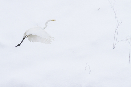 white bird flying against the background of white snowの写真素材