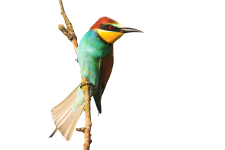 colorful funny bird on a branch isolated on whiteの写真素材