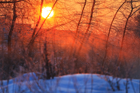 beautiful winter sunrise in dense thicketsの写真素材