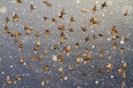 birds fly through the snowstormの写真素材