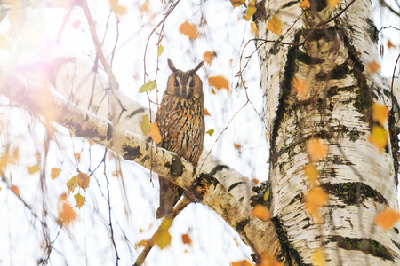 owl sitting on a branch in cloudy weather with sun raysの写真素材