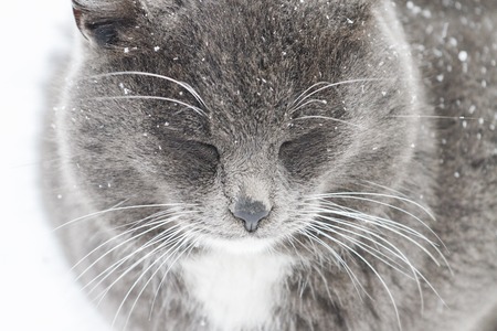 beautiful gray cat sitting under the snow
