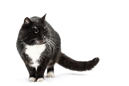 black cat on white snowの写真素材