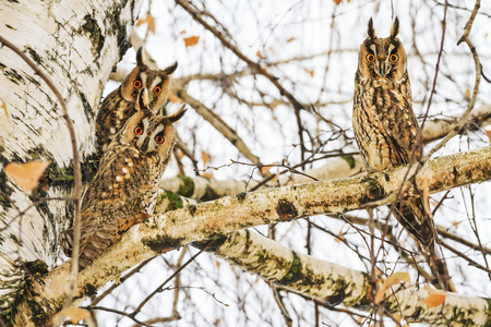 Owls are sitting on the beach with wide open eyesの写真素材